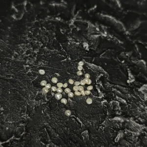 Perła Naturalna Biała 3x2mm