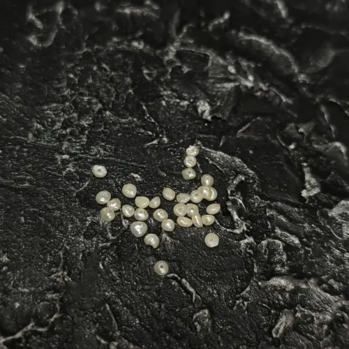 Perła Naturalna Biała 3x2mm